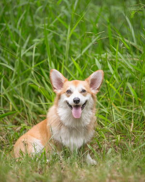 Smiling corgi in long grass