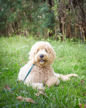Goldendoodle puppy lays in grass with green leash