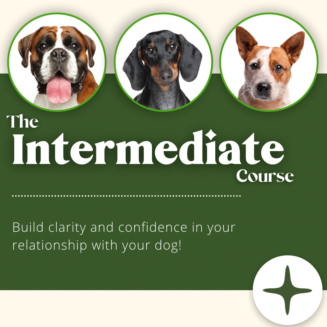 The Intermediate Course – Best Life Dog Training & Behaviour