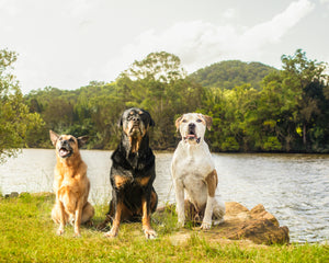 Cattle dog Rottweiler and American Bulldog sit in front of a river
